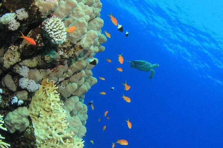 Erkunden Sie die lebendige Unterwasserwelt von Barbados auf einer U-Boot-Tour und entdecken Sie Meereslebewesen und Schiffswracks, Foto 3 | wizardtrip