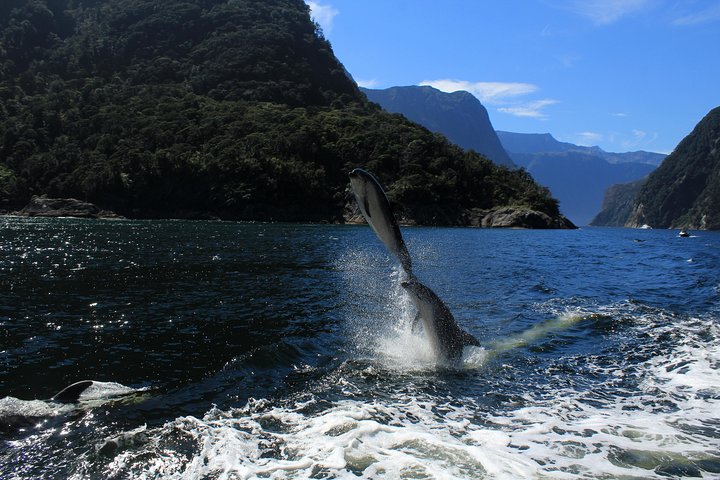 Luksus krydstogt gennem de fantastiske fjorde i Milford Sound, New Zealand, foto 7 | wizardtrip