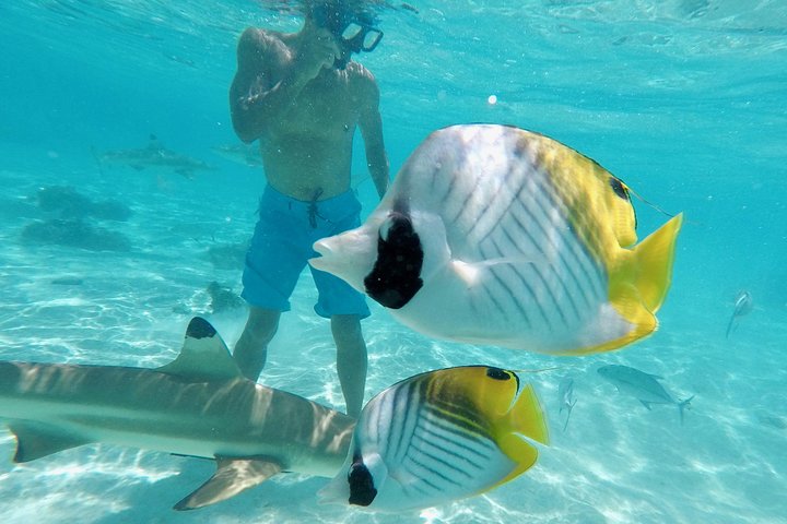 Spännande 3-timmars jetskitur på Moorea, utforska bukter och simma med marint liv, foto 6 | wizardtrip