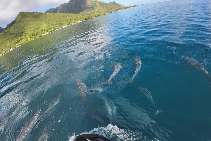 Spännande 3-timmars jetskitur på Moorea, utforska bukter och simma med marint liv, foto 13 | wizardtrip