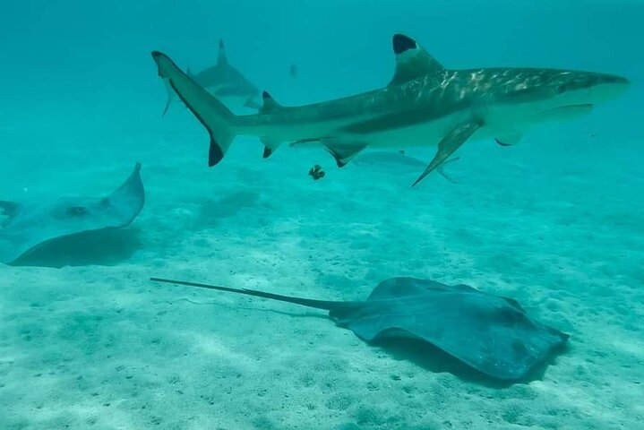 Spännande 3-timmars jetskitur på Moorea, utforska bukter och simma med marint liv, foto 19 | wizardtrip