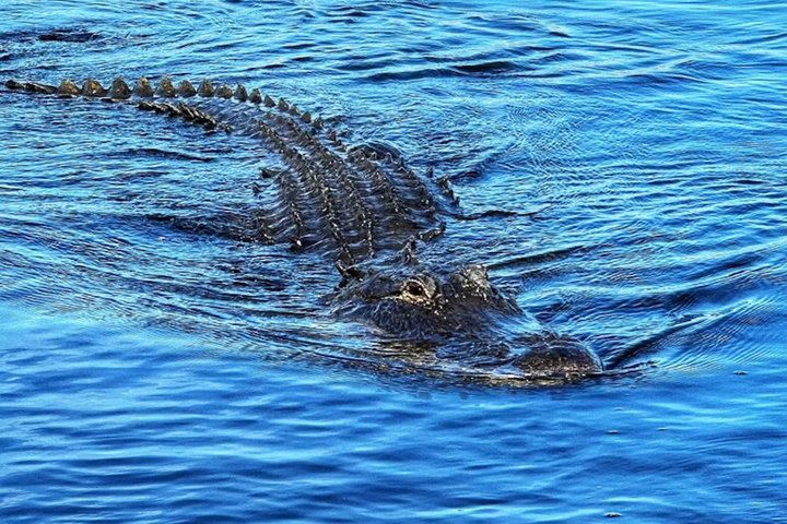 Excursion en petit groupe dans les Everglades au départ de Miami avec transport | wizardtrip