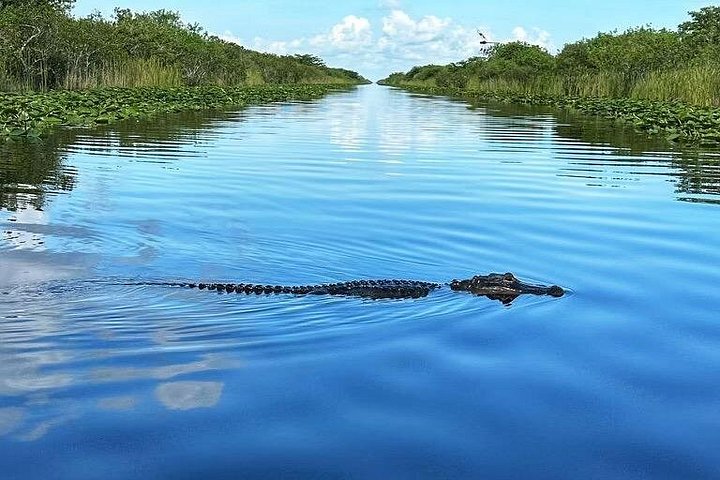 Airboat tour voor kleine groepen in de Everglades vanuit Miami, met wilde dieren en uniek landschap, foto 13 | wizardtrip