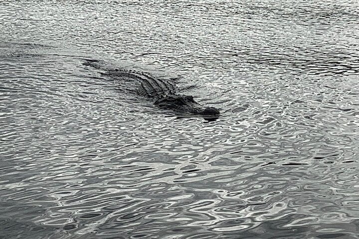 Airboat tour voor kleine groepen in de Everglades vanuit Miami, met wilde dieren en uniek landschap, foto 16 | wizardtrip