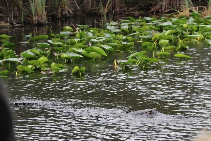 Airboat tour voor kleine groepen in de Everglades vanuit Miami, met wilde dieren en uniek landschap, foto 23 | wizardtrip
