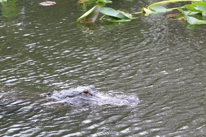 Airboat tour voor kleine groepen in de Everglades vanuit Miami, met wilde dieren en uniek landschap, foto 24 | wizardtrip