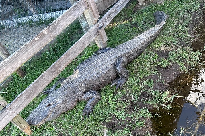 Airboat tour voor kleine groepen in de Everglades vanuit Miami, met wilde dieren en uniek landschap, foto 25 | wizardtrip