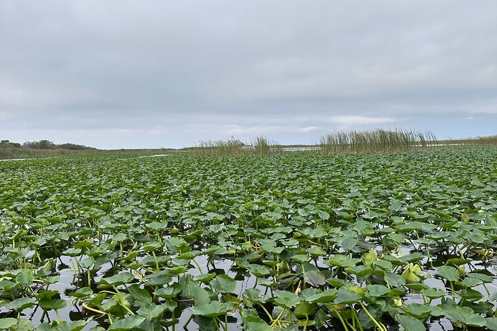 Airboat tour voor kleine groepen in de Everglades vanuit Miami, met wilde dieren en uniek landschap, foto 26 | wizardtrip