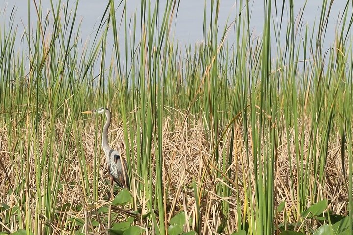 Airboat tour voor kleine groepen in de Everglades vanuit Miami, met wilde dieren en uniek landschap, foto 27 | wizardtrip