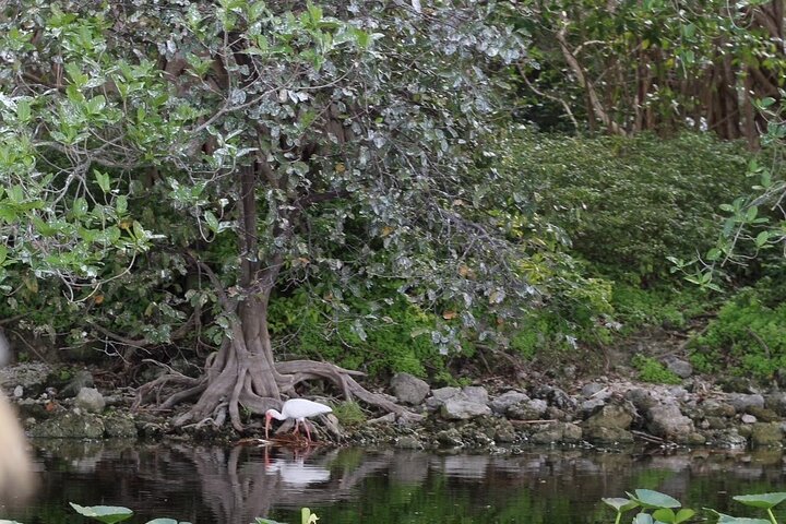 Airboat tour voor kleine groepen in de Everglades vanuit Miami, met wilde dieren en uniek landschap, foto 28 | wizardtrip