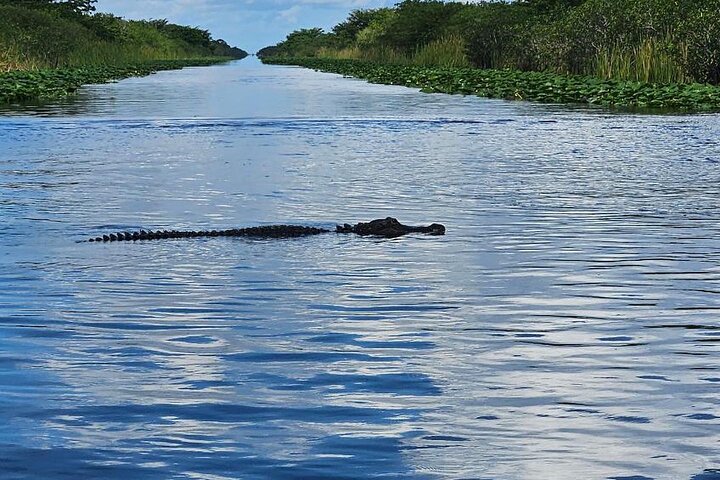 Airboat tour voor kleine groepen in de Everglades vanuit Miami, met wilde dieren en uniek landschap, foto 31 | wizardtrip