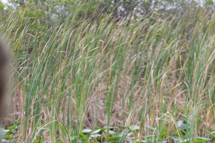 Airboat tour voor kleine groepen in de Everglades vanuit Miami, met wilde dieren en uniek landschap, foto 32 | wizardtrip