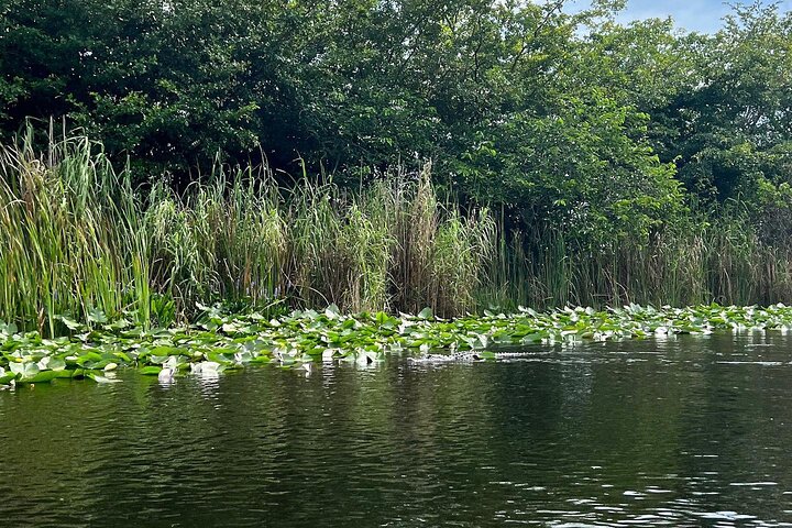 Airboat tour voor kleine groepen in de Everglades vanuit Miami, met wilde dieren en uniek landschap, foto 33 | wizardtrip