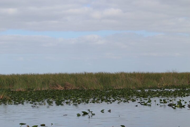 Airboat tour voor kleine groepen in de Everglades vanuit Miami, met wilde dieren en uniek landschap, foto 34 | wizardtrip