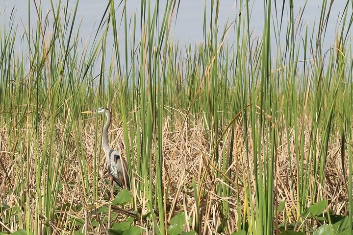 Airboat tour voor kleine groepen in de Everglades vanuit Miami, met wilde dieren en uniek landschap, foto 36 | wizardtrip
