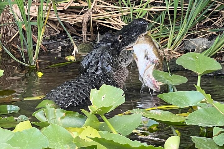 Airboat tour voor kleine groepen in de Everglades vanuit Miami, met wilde dieren en uniek landschap, foto 41 | wizardtrip