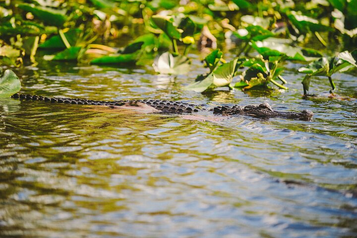 Airboat tour voor kleine groepen in de Everglades vanuit Miami, met wilde dieren en uniek landschap, foto 50 | wizardtrip