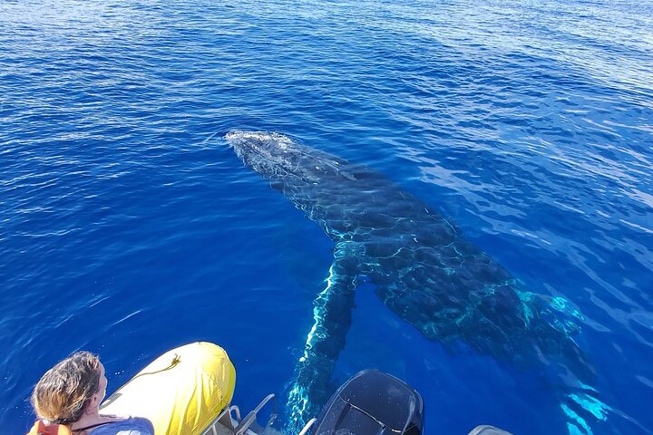 ハワイ、マウイ島でのホエールウォッチング小型ボートツアー。ザトウクジラとの近距離での遭遇、写真6 | wizardtrip