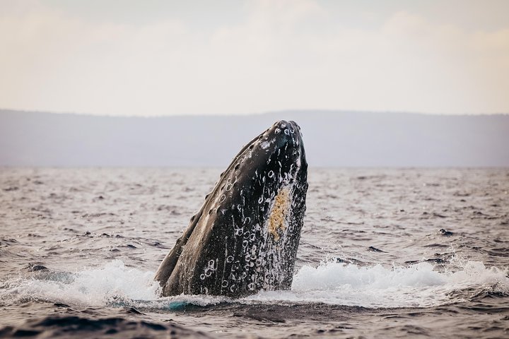 ハワイ、マウイ島でのホエールウォッチング小型ボートツアー。ザトウクジラとの近距離での遭遇、写真7 | wizardtrip