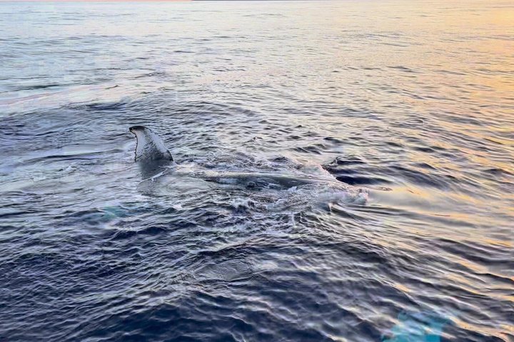 ハワイ、マウイ島でのホエールウォッチング小型ボートツアー。ザトウクジラとの近距離での遭遇、写真8 | wizardtrip