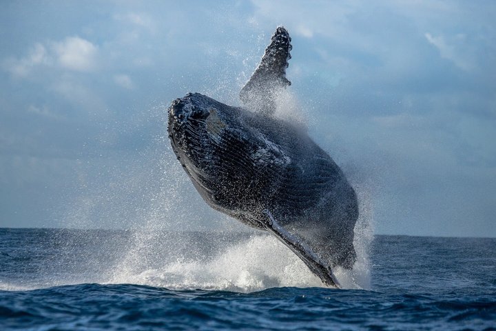 ハワイ、マウイ島でのホエールウォッチング小型ボートツアー。ザトウクジラとの近距離での遭遇、写真9 | wizardtrip