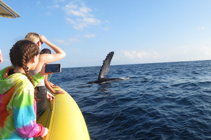 ハワイ、マウイ島でのホエールウォッチング小型ボートツアー。ザトウクジラとの近距離での遭遇、写真10 | wizardtrip