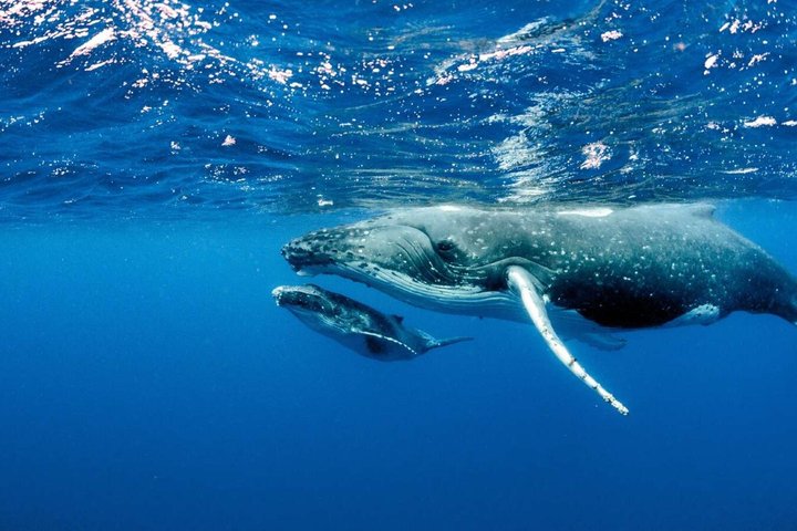 ハワイ、マウイ島でのホエールウォッチング小型ボートツアー。ザトウクジラとの近距離での遭遇、写真11 | wizardtrip