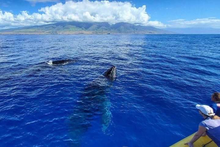 ハワイ、マウイ島でのホエールウォッチング小型ボートツアー。ザトウクジラとの近距離での遭遇、写真12 | wizardtrip