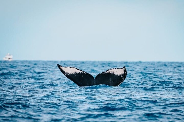ハワイ、マウイ島でのホエールウォッチング小型ボートツアー。ザトウクジラとの近距離での遭遇、写真14 | wizardtrip