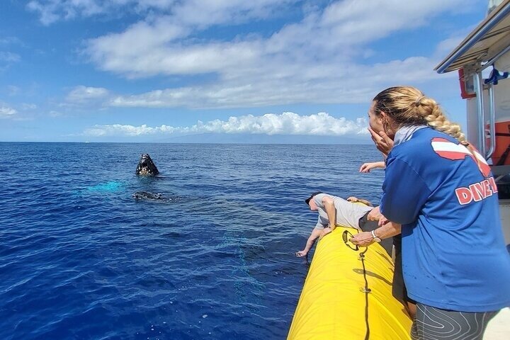 ハワイ、マウイ島でのホエールウォッチング小型ボートツアー。ザトウクジラとの近距離での遭遇、写真17 | wizardtrip