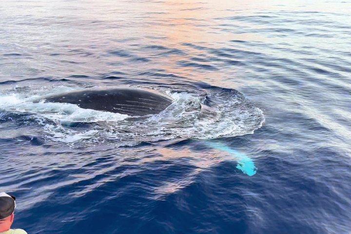 ハワイ、マウイ島でのホエールウォッチング小型ボートツアー。ザトウクジラとの近距離での遭遇、写真18 | wizardtrip