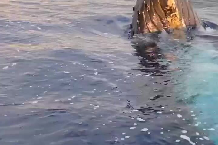 ハワイ、マウイ島でのホエールウォッチング小型ボートツアー。ザトウクジラとの近距離での遭遇、写真19 | wizardtrip