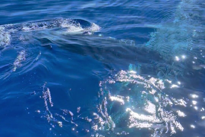 ハワイ、マウイ島でのホエールウォッチング小型ボートツアー。ザトウクジラとの近距離での遭遇、写真21 | wizardtrip