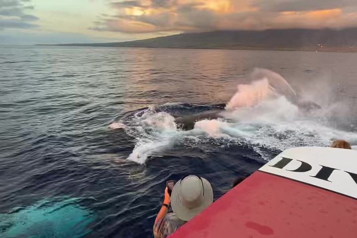 ハワイ、マウイ島でのホエールウォッチング小型ボートツアー。ザトウクジラとの近距離での遭遇、写真22 | wizardtrip