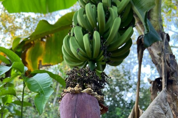 Lær å lage tradisjonelle srilankiske retter med økologiske ingredienser i Sigiriya, foto 10 | wizardtrip