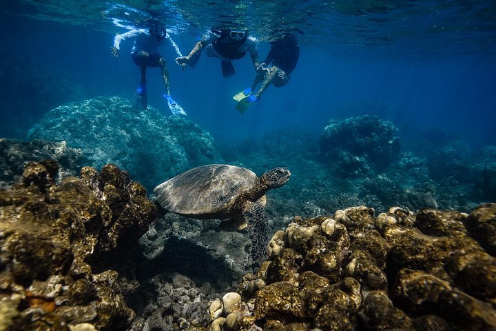 Guidad snorkeltur i Mauis Turtle Town med havssköldpaddor, rev och inkluderade foton och videor, foto 6 | wizardtrip