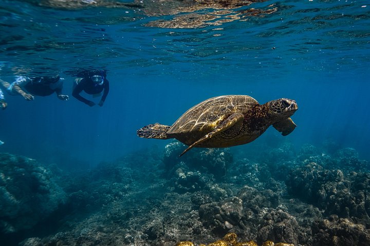 Guidad snorkeltur i Mauis Turtle Town med havssköldpaddor, rev och inkluderade foton och videor, foto 10 | wizardtrip