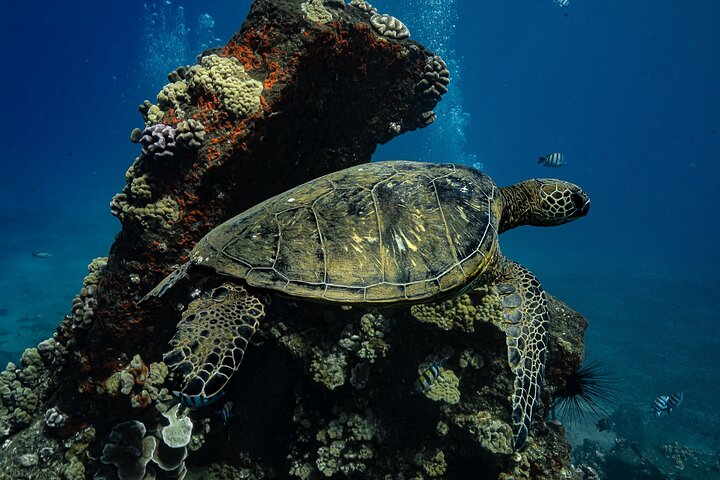 Guidad snorkeltur i Mauis Turtle Town med havssköldpaddor, rev och inkluderade foton och videor, foto 12 | wizardtrip