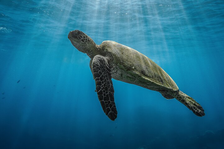 Guidad snorkeltur i Mauis Turtle Town med havssköldpaddor, rev och inkluderade foton och videor, foto 17 | wizardtrip