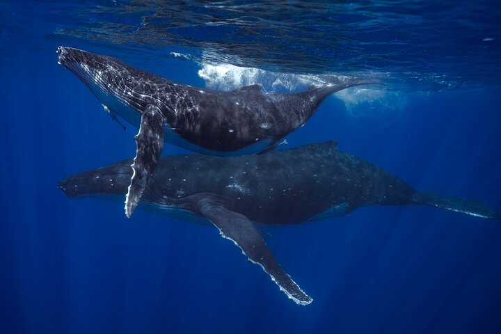 マウイ島のカヤック＆シュノーケルツアー、ウミガメと海岸線の景色、写真11 | wizardtrip