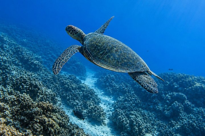 マウイ島のカヤック＆シュノーケルツアー、ウミガメと海岸線の景色、写真16 | wizardtrip