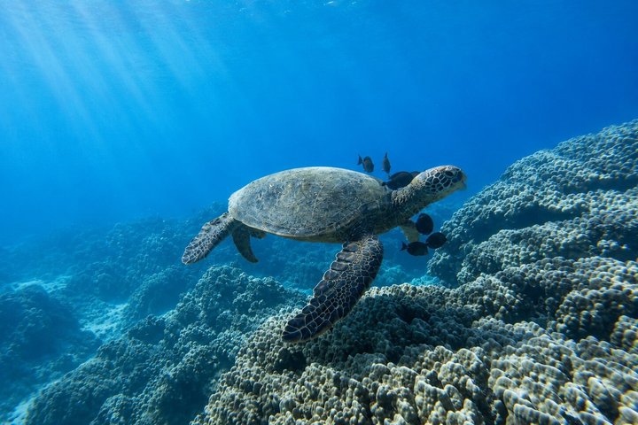 マウイ島のカヤック＆シュノーケルツアー、ウミガメと海岸線の景色、写真17 | wizardtrip