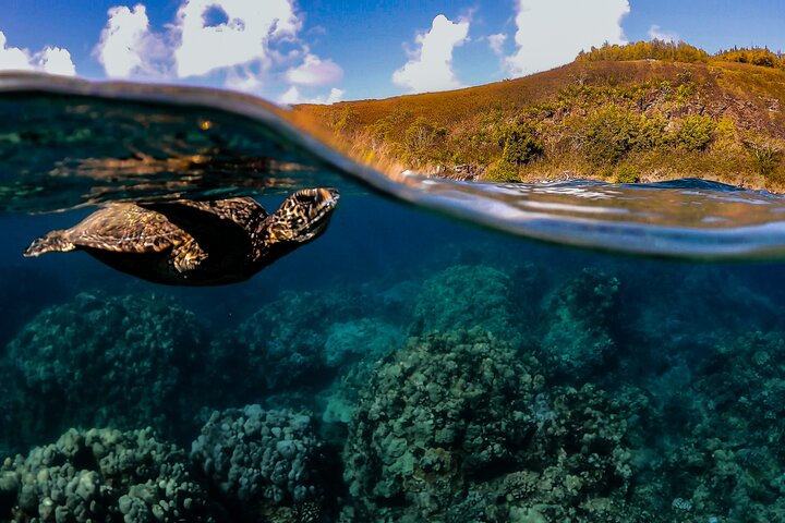 マウイ島のカヤック＆シュノーケルツアー、ウミガメと海岸線の景色、写真20 | wizardtrip