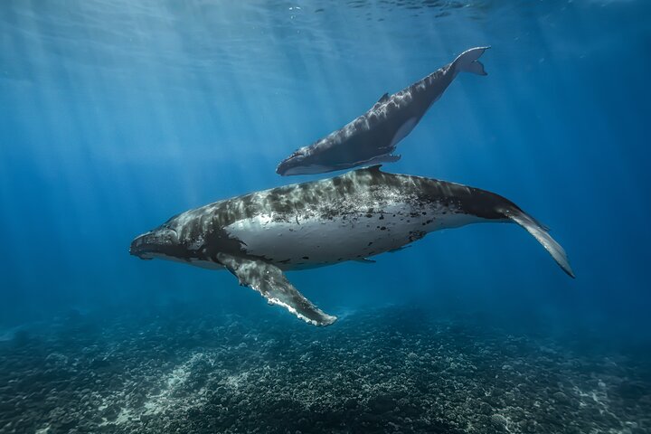 マウイ島のカヤック＆シュノーケルツアー、ウミガメと海岸線の景色、写真21 | wizardtrip