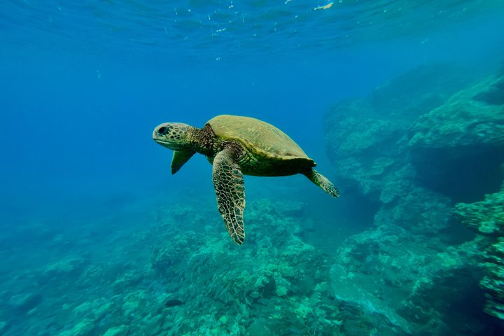 マウイ島のカヤック＆シュノーケルツアー、ウミガメと海岸線の景色、写真23 | wizardtrip