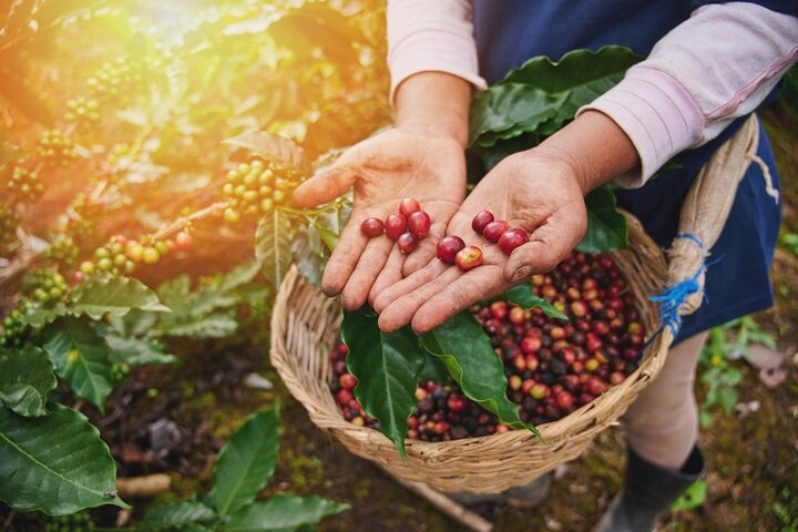 Dagstur fra San José med kaffeplantager, Poás vulkan og La Paz vandfaldshaver, foto 39 | wizardtrip