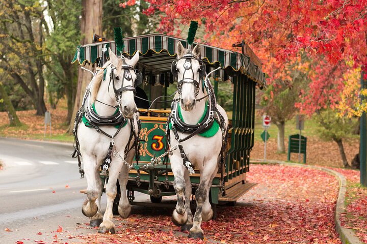Stanley Park Pferdekutschenfahrt in Vancouver | wizardtrip