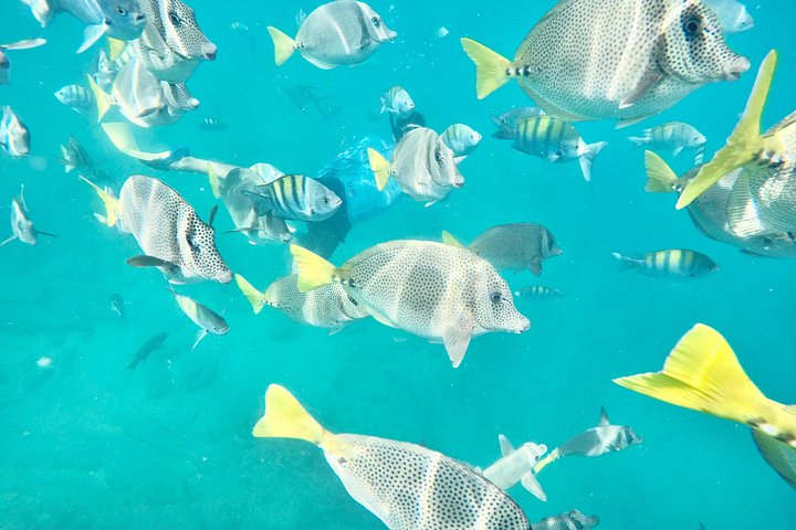 Naturskön båtkryssning i Cabo San Lucas med snorkling och utsikt över bågen, foto 26 | wizardtrip