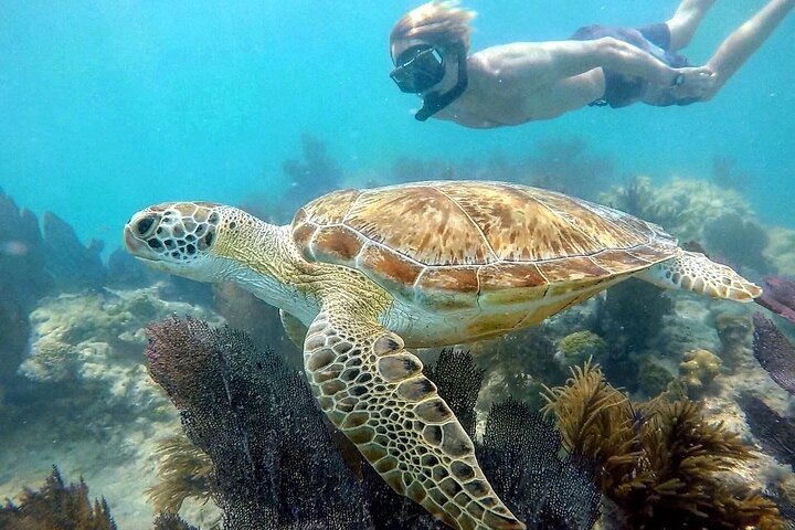 Door Biologen Gerund & Geëxploiteerd: Dolfijnensafari & Begeleide Snorkeltour | wizardtrip