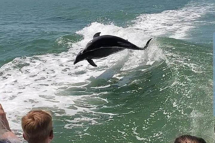Crociera con avvistamento delfini a Myrtle Beach | wizardtrip